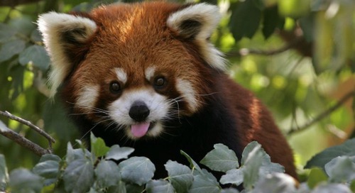 Quelle est la friandise préférée du panda roux ?