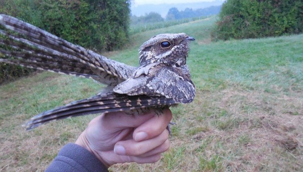 C'est un oiseau de nuit, très difficile à repérer !