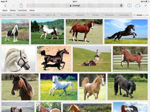Quelle est la plus petite race de poney ?