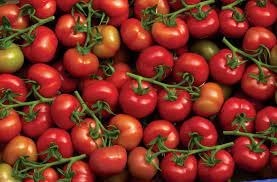 Les tomates sont des fruits.