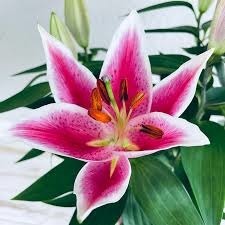 Devine la fleur