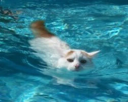 Le Turc de Van est-il un véritable chat d'eau ?