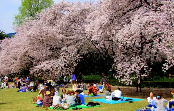 Dans tout le Japon, les rassemblements pour admirer la floraison des cerisiers (hanami) ont lieu ...