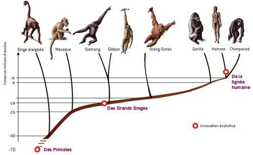 A quand remonte le dernier ancêtre commun à l'Homme et au Gorille?