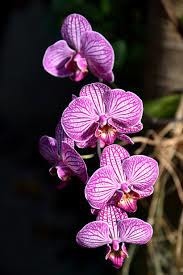 Devine la fleur