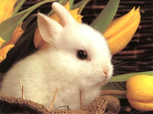 Qu'est-ce qu'un lapin bélier ?