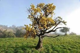 Quelle espèce d’arbres est spécifique au parc national de La Réunion ?