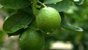 Sur quel arbre trouve-t-on des citrons verts ?