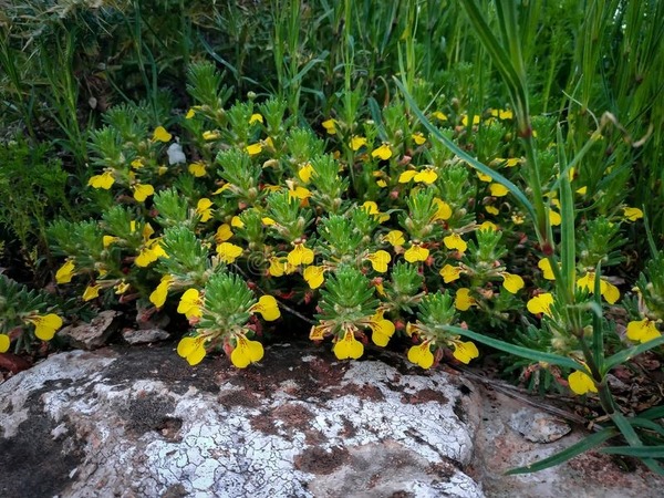 Quelle plante, appartenant à la famille des Lamiacées, peut être également appelée ivette ? Elle possède des petites fleurs jaunes.