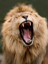 Combien de dents a le lion ?