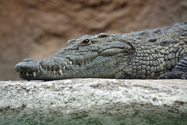 Combien de dents a un crocodile ?