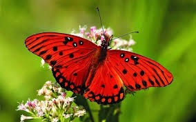 Combien d'espèces de papillons peuplent notre planète ?