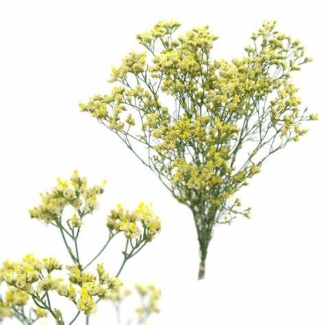 Donnez le nom usuel et le nom botanique de cette plante :