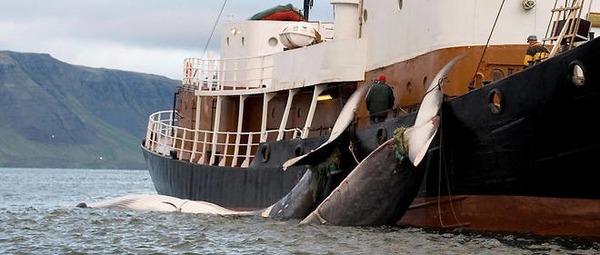 Trois pays dans le monde pratiquent encore la chasse commerciale à la baleine : le Japon, l’Islande et la Norvège. Lequel a prévu de cesser en 2024 ?