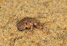 Caché au fond d'un entonnoir de sable, j'attends l'insecte imprudent qui roulera jusqu'à moi, je suis un insecte à l'état de larve !