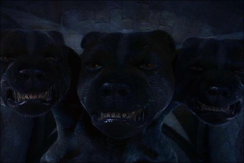 Comment s'appelle le chien à 3 têtes de Hagrid ?