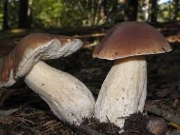 Comment s'appelle ce champignon ?