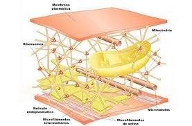 No citoplasma está presente o chamado citoesqueleto, o qual é formado por três tipos de filamentos:
