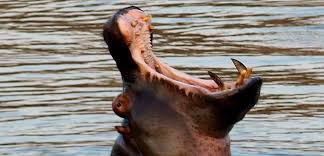L'animal qui possède la plus grande bouche des animaux terrestres est l'hippopotame.