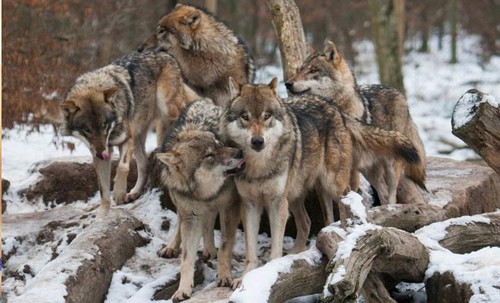 En France, depuis vingt ans, le loup a étendu son territoire.