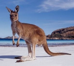 Le _____ mâle australien mesure entre 1,50 et 1,80 m pour 65 Kg environ