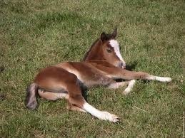 Comment s'appelle le bébé du cheval ?