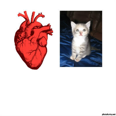 Le coeur est-il plus lourd qu'un bébé chat d'un mois ?