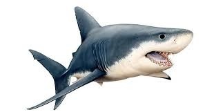 Combien de personnes sont tuées chaque année par un requin ?