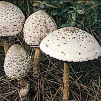Donnez-moi le nom de ce champignon ?