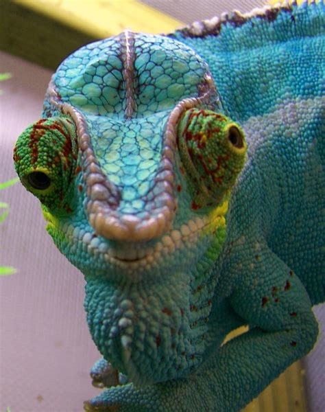 Les caméléons sont célèbres pour leur capacité à changer de couleur, ça leur sert principalement à ?