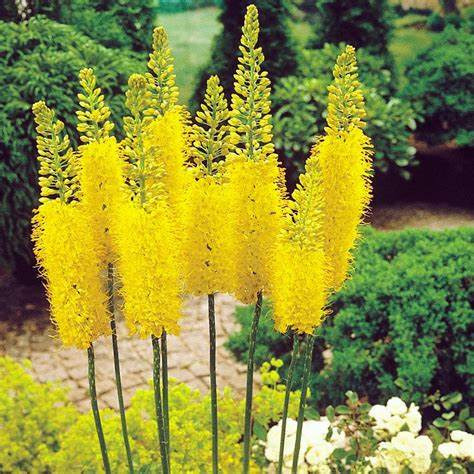 Donnez le nom usuel de cette fleur :