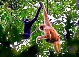 A quoi vous font penser ces primates ?