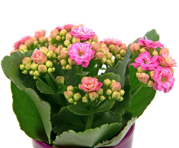 Donnez le nom usuel, le nom botanique et la famille de cette plante ?