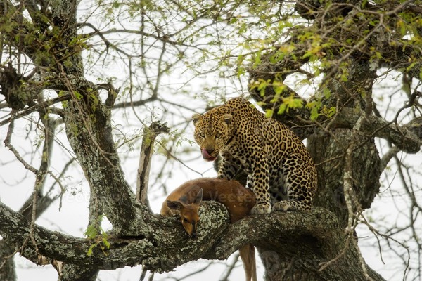 Le léopard tue ses victimes par strangulation ou morsure à la nuque. Ensuite, pour protéger ses proies des charognards, il utilise une technique unique. Il :