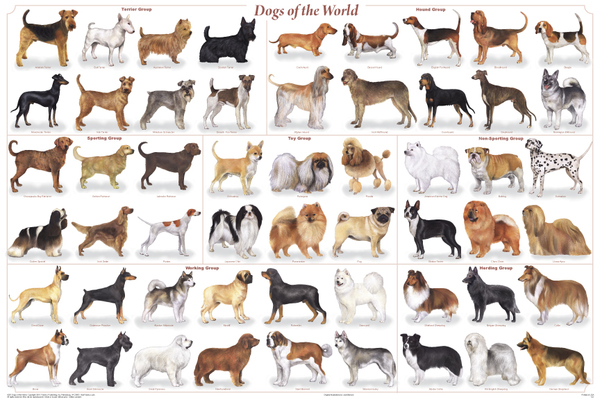 Environ combien de races de chiens existe-t-il ?