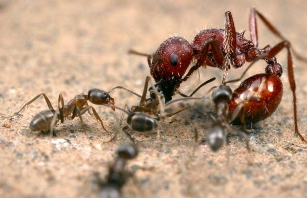 Une colonie de fourmis peut mesurer 600 km de long !