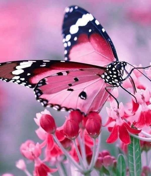Le papillon n'a pas de poumons.
