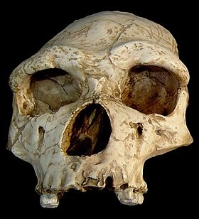 Ce fossile daté de 450 000 ans a été trouvé dans la caune d'Arago et il appartient à l'Homme