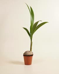 Donnez le nom usuel, le nom botanique et la famille de cette plante ?