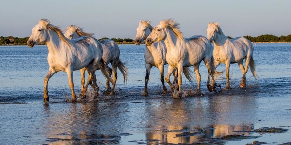 Quelle est la particularité du cheval Camargue ?