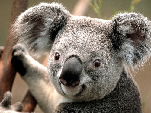Facile ! Dans quel pays trouve-t-on les koalas ?