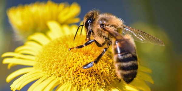 Comment dit-on "abeille" en espagnol ?