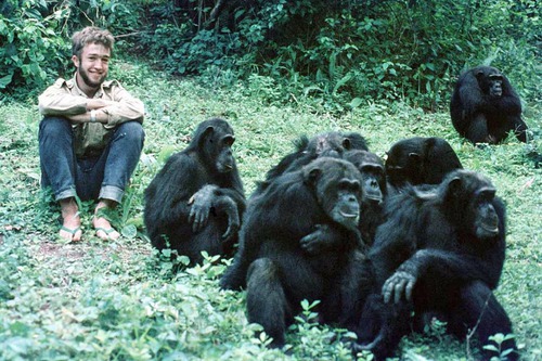 Quantos primatas há nesta foto?