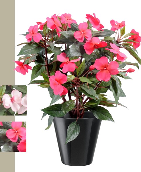 Donnez le nom usuel de cette plante ?