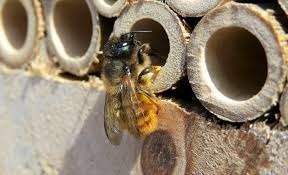 Quelles abeilles utilisent des galeries creusées dans le bois ?