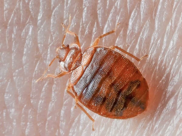 Le triatome est responsable de la maladie de Chagas. De quel insecte vecteur est-il une variété ?