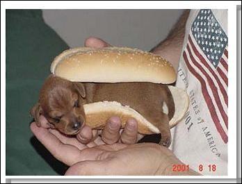 Quel animal se trouve dans le hamburger ?
