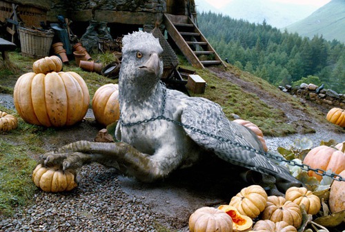 Quel est le nom de l'hyppogryffe d' Hagrid ?