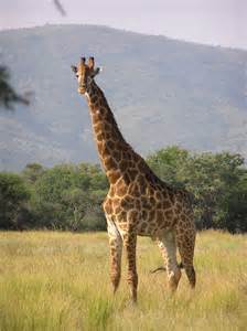Quelle est la couleur de la langue de la girafe ?