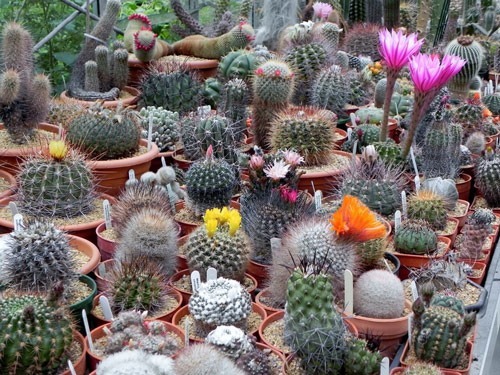 Quel naturaliste a regroupé, en 1753, les vingt-deux espèces connues de cactus ?